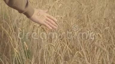 农夫走过金色的麦田，摸着熟小麦的耳朵。 慢慢慢慢